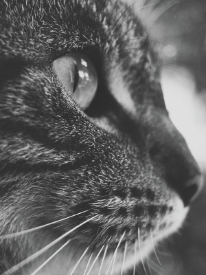 Cat Poster